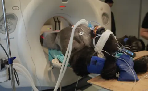 ©ZSL A gorilla is lying on a stretcher - presumably sedated - with cords coming out of pads that are attached to his chest. A couple of tubes are coming out of his mouth. His legs are inside a CT scan machine and the top half of his body is just outside its arch entrance. 