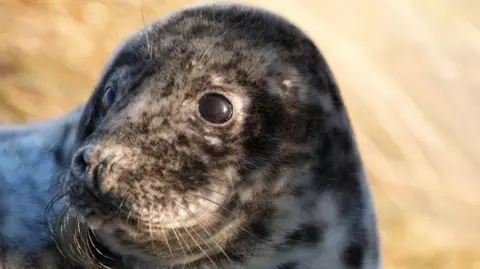 Joe Giddens/PA Wire A close-up picture of a young seal with large eyes and whiskers as it looks into the distance.