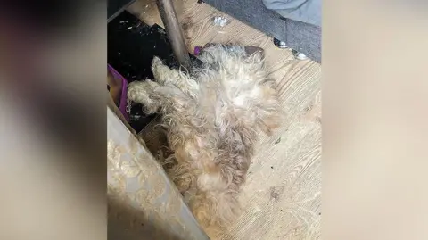 RSPCA A dead Shih Tzu dog with matted fur lying on the floor of a messy house.