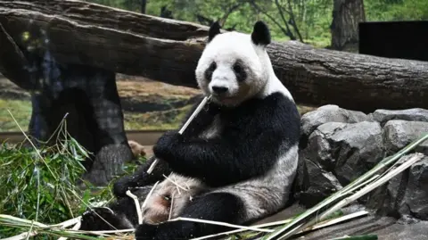 Giant panda Lei Lei eats bamboo at Ueno Zoological Gardens in Tokyo