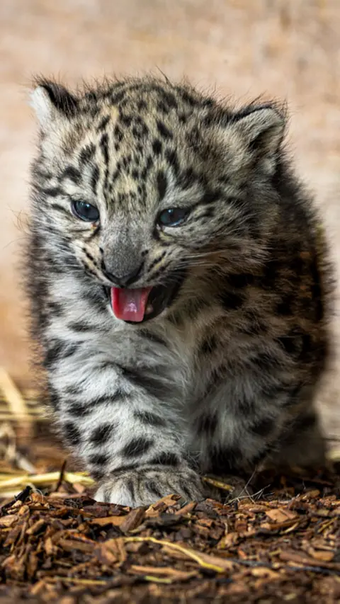 A small snow leopard cub with grey spotted fur takes a step. It's mouth is open and tongue visible.