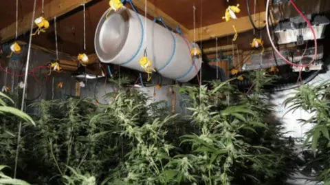 Industrial amounts of cannabis in a factory