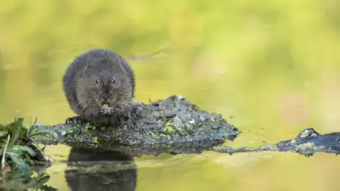 Ben Andrew/RSPB Water vole