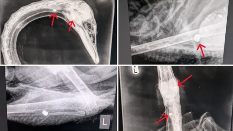 Vale Wildlife Hospital and Rehabilitation Centre Four X-rays of a swan showing pellets in different parts of its body. There are red arrows pointing to the pellets. Scans of the swan's head, neck and legs can be seen. 