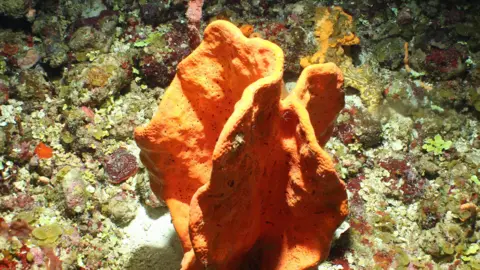 CEFAS An example of Mesophotic coral photographed on the sea-floor in Anguilla