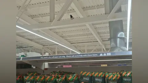 A supermarket store with a magpie sat on a metal beam in the roof. A row of pasta packets on a shelf sit underneath.