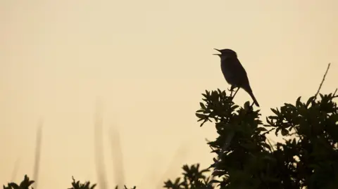 Mark Hamblin A zoomed in photograph of a bird's silhouette at dawn, the leaves are still dark while the sky is starting to turn yellow