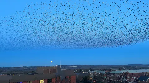 Murmuration