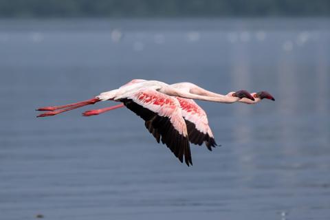 Side view of flamingos flying over lake,Mumbai,Maharashtra,India - stock photo