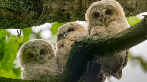 Three tawny owlets sitting together on a tree branch. They have light-coloured features and deep black eyes. 