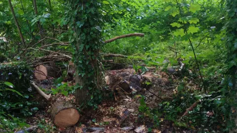 Several large tree trunks have been cut into sections and lie scattered across a woodland floor, with fresh sawdust visible and branches piled around a central standing tree covered in ivy, surrounded by dense green undergrowth.