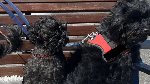 RSPCA Two black fluffy dogs gather on a park bench. Both have leads on them - the owner is out of shot.