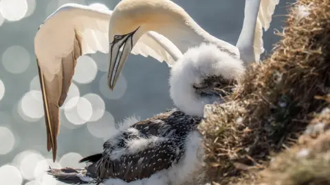 A white sea bird with a pointed grey beak spreads its wings as it stands beside a white and black fluffy chick in a nest in bright sunlight. The background is out of focus with camera lens effects creating white circles of light.