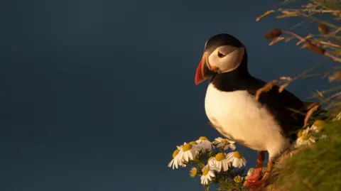 Ellen Leach A puffin stands on a cliff behind a crop of daisies