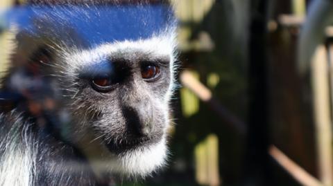 A black and white colobus monkey with brown eyes.
