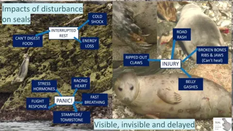 Seal Research Trust A graphic shows the impacts that disturbances have on seals, for example cold shock, racing heart and stampedes