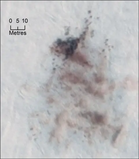 Peter Fretwell Brown and pale brown patches on a white background, indicating brown feathers on top of ice. 