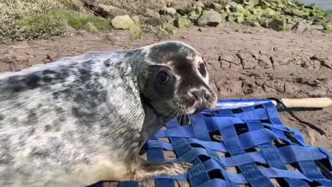 RSPCA Grey seal pup