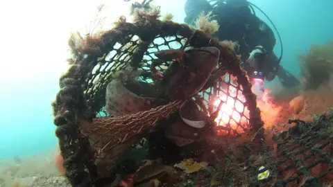 An underwater image of a crab pot. There are two small sharks inside. There is a diver behind the crab pot. The sea is blue. 