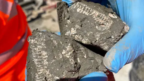 A close up view of a fossil found in the earth. A person wearing blue gloves hold two large bits of dirt with parts of a white fossil seen on the surface of them.