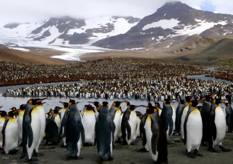 George Lemann King penguins (c) George Lemann