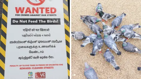 Left image shows the signage on display and the right image shows a number of pigeons pecking at the ground, which is a sandy colour. 