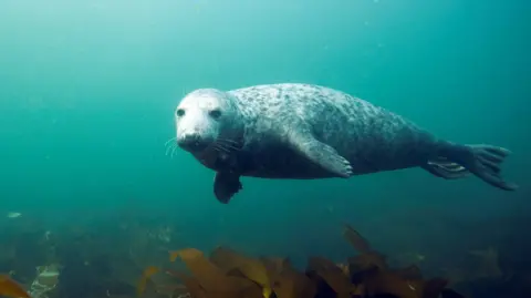 Dan Kitwood/Getty Images An underwater photo shows a Grey Seal swimming and looking at the camera.