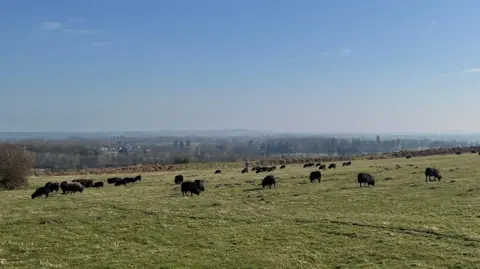 About 50 small black sheep on the top of the hillfort - a large grassy plain looking out over the Shropshire and Welsh countryside. In the distance you can see trees and fields through a haze. The sky is clear and bright blue, with bright sunshine. 