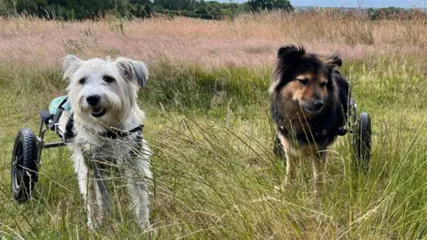 Phil Harrison/BBC Two dogs out on a walk in long grass. Both have missing back legs are replaced with wheels