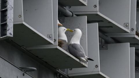 Two kittiwakes touching each others' beaks in a grey box like structure