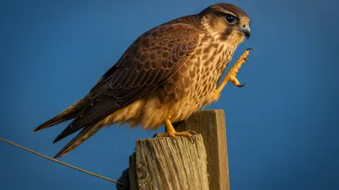 William Hodgson A small brown bird of prey perched on a wooden post, lifting one talon against a blue sky