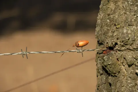 Doris Enders An acorn impaled on barbed wire