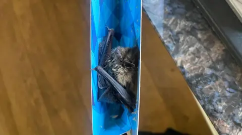 Nottinghamshire Bat Group Slick Rick the bat caught in blue flypaper