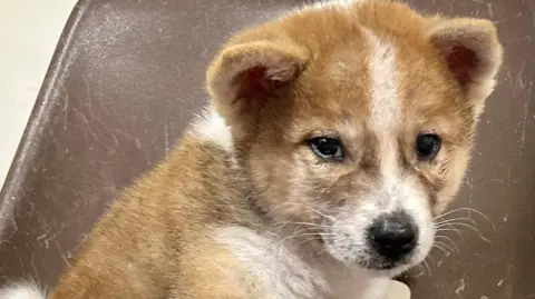 Forest of Dean Dog Rescue A auburn coloured puppy sitting on a brown chair looks into the camera 