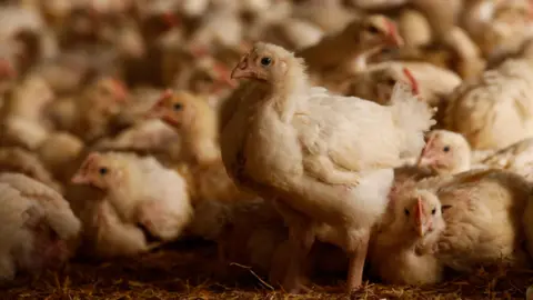 A close-up of a large number of young chickens, stretching into the distance and out of focus. Most are sitting down but one in the foreground is standing. They are an off-white colour with black eyes.