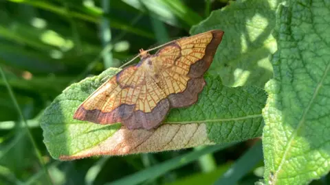 The dark bordered beauty moth which has a yellow body with a brown border around the bottom of its wings. It has a small, yellow head and yellow antennas. It is perched on a green leaf which has a brown patch on it. There is another leaf to the right. There are large blades of grass out of focus to the left.