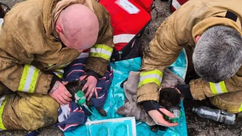 CFRS Cat rescue in Runcorn