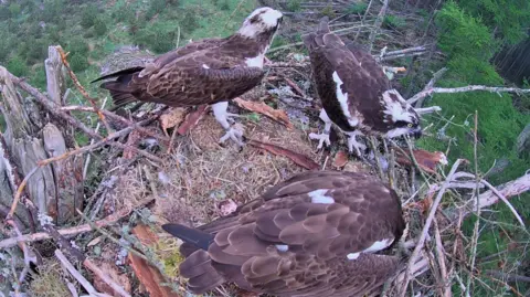 FLS Three ospreys on a nest in the south of Scotland made out of moss and twigs with the edge of one egg just about visible