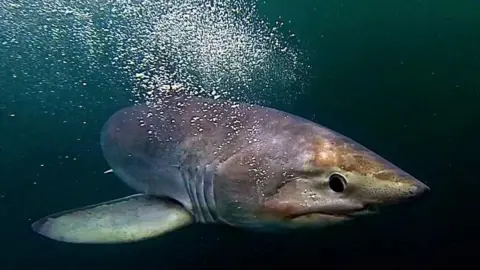 A porbeagle shark swimming in dark water. A plume of bubbles is rising from its gills. It has a large, round, black eye and a short fin. It has a pointed snout and a small mouth. The skin on its head is mottled brown and pinky mauve on its side and back. 