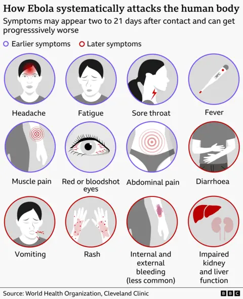 Graphic showing how in stages Ebola attacks the human body