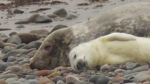 Cameron Titorenko Seal pup sleeping alongside its parent