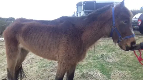 Scottish SPCA Eve the pony