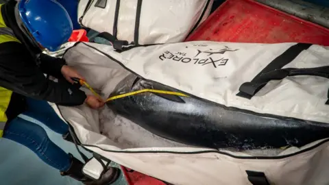 larry hartwell Tuna being measured