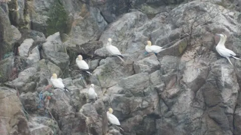 Alderney Wildlife Trust Seven white ganets sit on a sheer rock face in Alderney. They have blue feet.