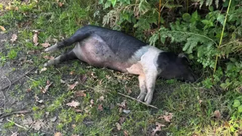 Other A dead pig, mainly black with pink collar and front legs, lying in undergrowth