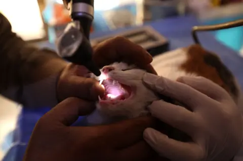 Getty Images Vet checking cat's mouth