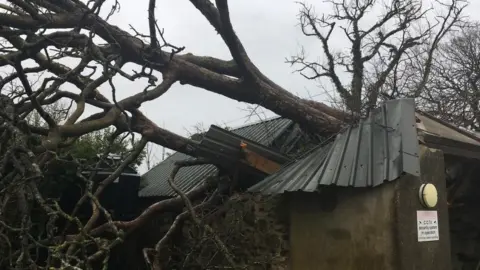 Fallen tree in village of Mynachlogddu