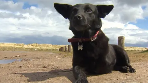 A disabled dog charity is raising funds to create a centre in north Wales