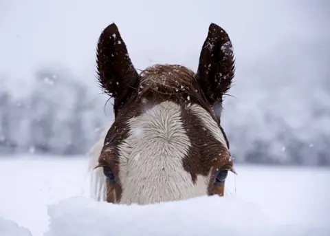 Nick Colston A horse in the snow