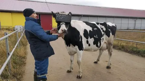 Moscow Ministry of Agriculture and Food Cow dons VR headset on a Russian farm